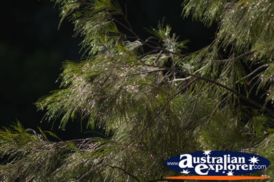 Tree Branch . . . CLICK TO VIEW ALL PLANTS POSTCARDS