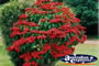 Pointsettia . . . CLICK TO ENLARGE