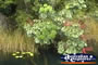 Queensland Crown Umbrella Tree . . . CLICK TO ENLARGE