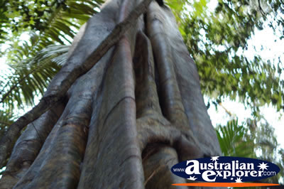 Large Rainforest Tree . . . CLICK TO VIEW ALL WALKING TREES POSTCARDS