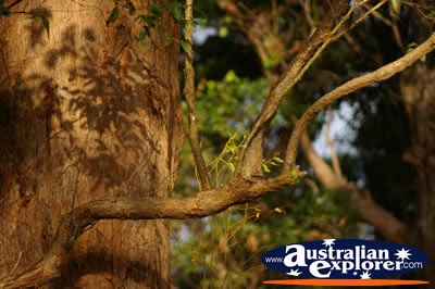 Rainforest Trunk . . . CLICK TO VIEW ALL WALKING TREES POSTCARDS