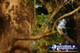 Rainforest Trunk . . . CLICK TO ENLARGE