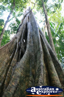 Large Rainforest Tree Roots . . . CLICK TO VIEW ALL WALKING TREES POSTCARDS