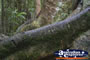 Large Tree Roots . . . CLICK TO ENLARGE