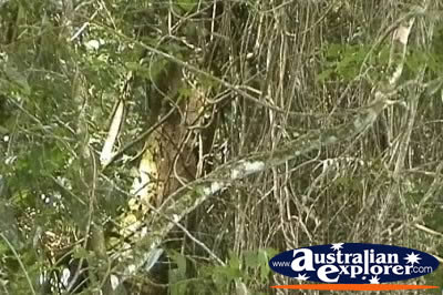 Rainforest Vines . . . CLICK TO VIEW ALL TREES POSTCARDS