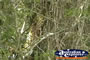 Rainforest Vines . . . CLICK TO ENLARGE