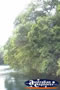 Red Cedar Tree . . . CLICK TO ENLARGE