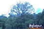 Red Cedar Tree . . . CLICK TO ENLARGE