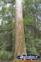 Satanay Tree . . . CLICK TO ENLARGE