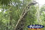 Strangler Fig . . . CLICK TO ENLARGE