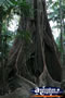 Tree on Tamborine Mountain Walk . . . CLICK TO ENLARGE