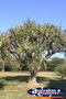Tree . . . CLICK TO ENLARGE