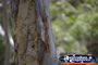 Closeup of a Tree . . . CLICK TO ENLARGE
