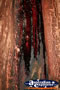 Rainforest Tree . . . CLICK TO ENLARGE