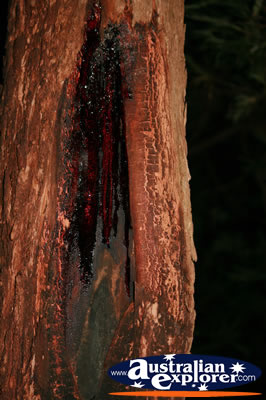 Tree in the Rainforest . . . VIEW ALL TREES PHOTOGRAPHS