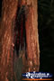 Tree in the Rainforest . . . CLICK TO ENLARGE