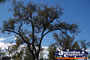 Trees and a Blue Sky . . . CLICK TO ENLARGE