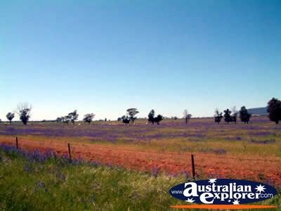 West Wyalong View . . . CLICK TO VIEW ALL WEST WYALONG POSTCARDS