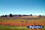 West Wyalong . . . CLICK TO ENLARGE