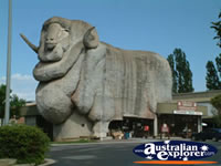 Goulburn Merino Tourist Attraction . . . CLICK TO ENLARGE
