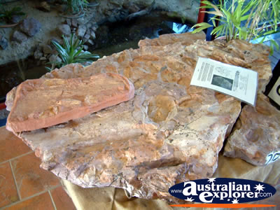 Display in the Age O Fishes Museum . . . CLICK TO VIEW ALL CANOWINDRA AGE O FISHES MUSEUM POSTCARDS