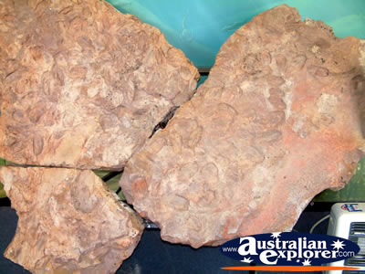 Age O Fishes Museum Large Fossils . . . CLICK TO VIEW ALL CANOWINDRA AGE O FISHES MUSEUM POSTCARDS