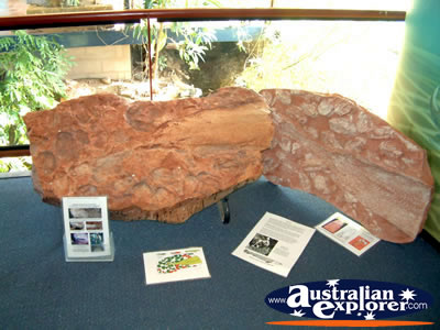 Canowindra, Age O Fishes Museum Display . . . CLICK TO VIEW ALL CANOWINDRA AGE O FISHES MUSEUM POSTCARDS