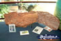 Canowindra, Age O Fishes Museum Display