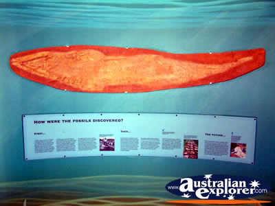 Age O Fishes Museum Fossil Information . . . CLICK TO VIEW ALL CANOWINDRA AGE O FISHES MUSEUM POSTCARDS