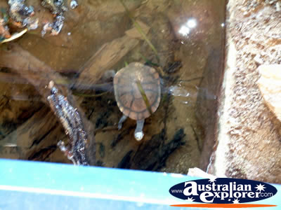 Age O Fishes Museum Turtle . . . CLICK TO VIEW ALL CANOWINDRA AGE O FISHES MUSEUM POSTCARDS