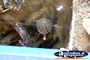 Age O Fishes Museum Turtle