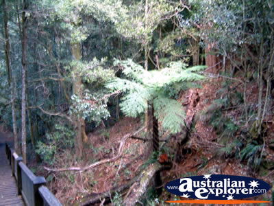 Dorrigo National Park . . . CLICK TO VIEW ALL DORRIGO POSTCARDS