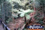 Dorrigo National Park . . . CLICK TO ENLARGE
