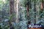 Dorrigo National Park . . . CLICK TO ENLARGE