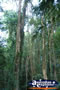 Dorrigo National Park . . . CLICK TO ENLARGE