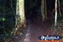 Dorrigo National Park . . . CLICK TO ENLARGE