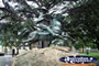 Cooma Statue in Centenery Park . . . CLICK TO ENLARGE