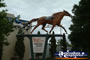 Temora Tribute to Paleface Adios . . . CLICK TO ENLARGE