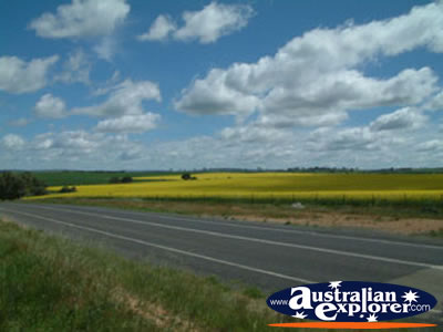 Road between Young and Boorowa . . . CLICK TO VIEW ALL YOUNG POSTCARDS