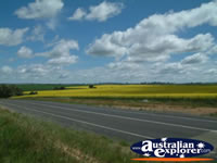 Road between Young and Boorowa . . . CLICK TO ENLARGE