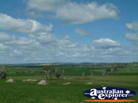 Vast and Beautiful Countryside Between Young and Boorowa . . . CLICK TO ENLARGE