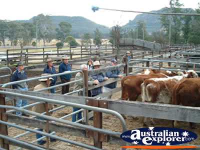 Gloucester Sale Yards . . . CLICK TO VIEW ALL GLOUCESTER POSTCARDS