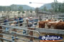 Gloucester Sale Yards . . . CLICK TO ENLARGE