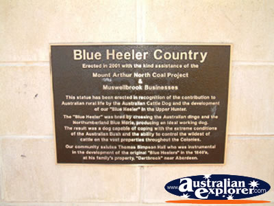 Muswellbrook Is Blue Heeler Country . . . CLICK TO VIEW ALL MUSWELLBROOK POSTCARDS