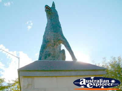 Statue of the Blue Heeler Muswellbrook . . . CLICK TO VIEW ALL MUSWELLBROOK POSTCARDS