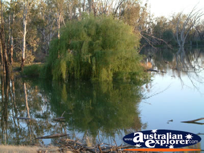 Hay, Felicity Guest House Bushes and Lake . . . CLICK TO VIEW ALL HAY POSTCARDS