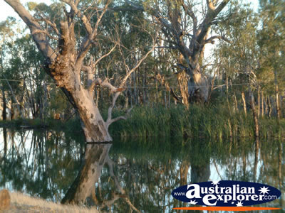 Hay, Felicity Guest House Trees and Lake . . . CLICK TO VIEW ALL HAY POSTCARDS