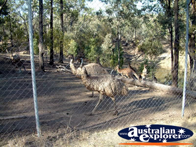Emus at Cranky Rock in Warialda . . . CLICK TO VIEW ALL WARIALDA POSTCARDS