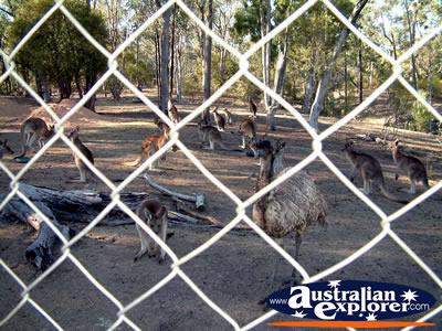 Emus and Kangaroos at Warialda Cranky Rock . . . CLICK TO VIEW ALL WARIALDA POSTCARDS