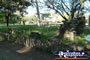 Gundagai, Dog on the Tuckerbox . . . CLICK TO ENLARGE